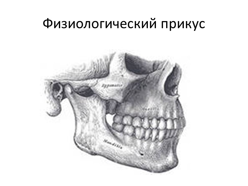 Физиологический прикус